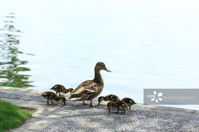 成都北湖生态公园的野鸭和小鸭子宝宝图片素材