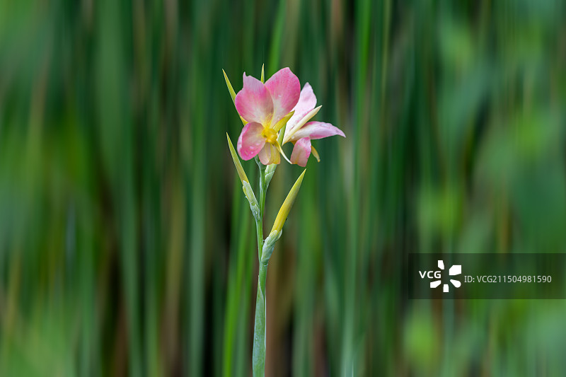 粉色美人蕉图片素材