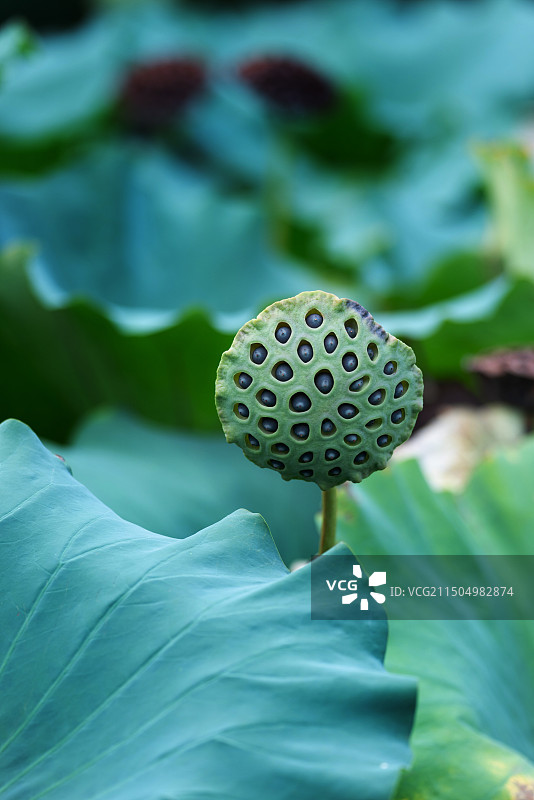 夏天荷塘里的莲蓬图片素材