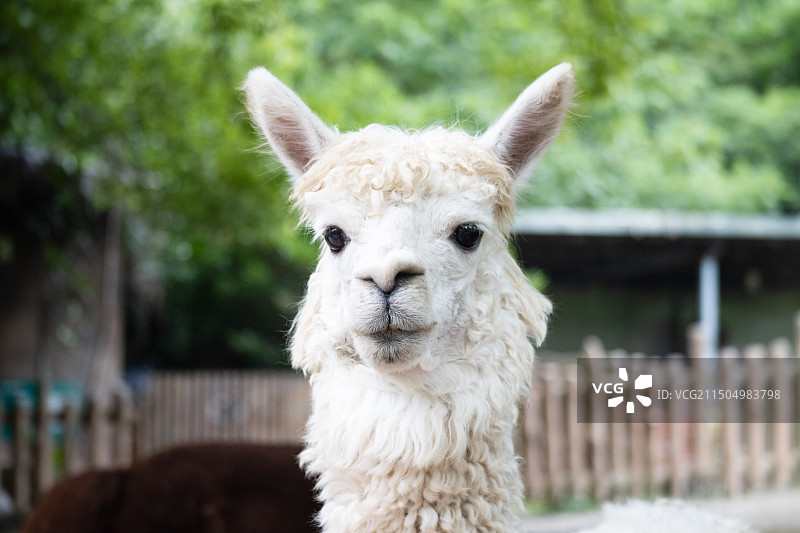 上野p4图片素材