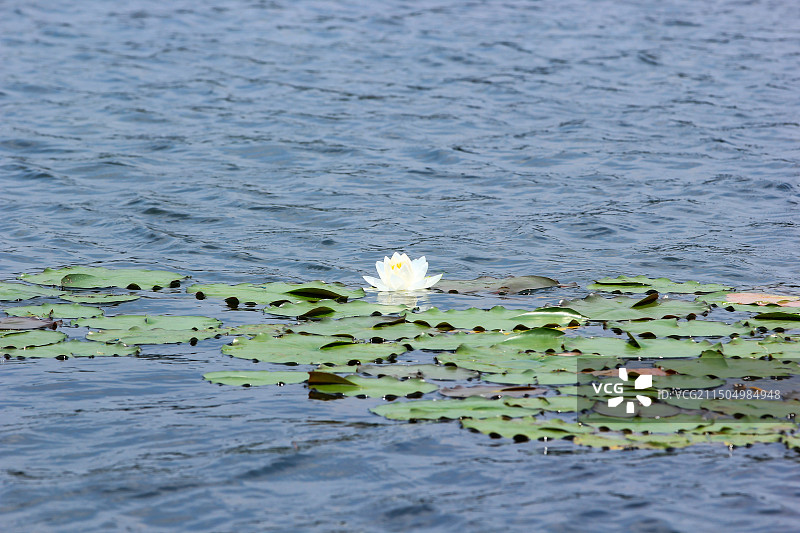 漂浮在湖面上的睡莲花图片素材