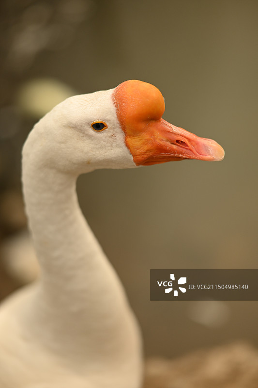 大白鹅头部特写图片素材