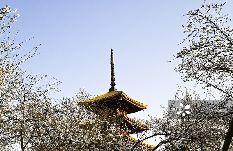 春天樱花盛开明亮的 日式建筑 武汉东湖公园图片素材