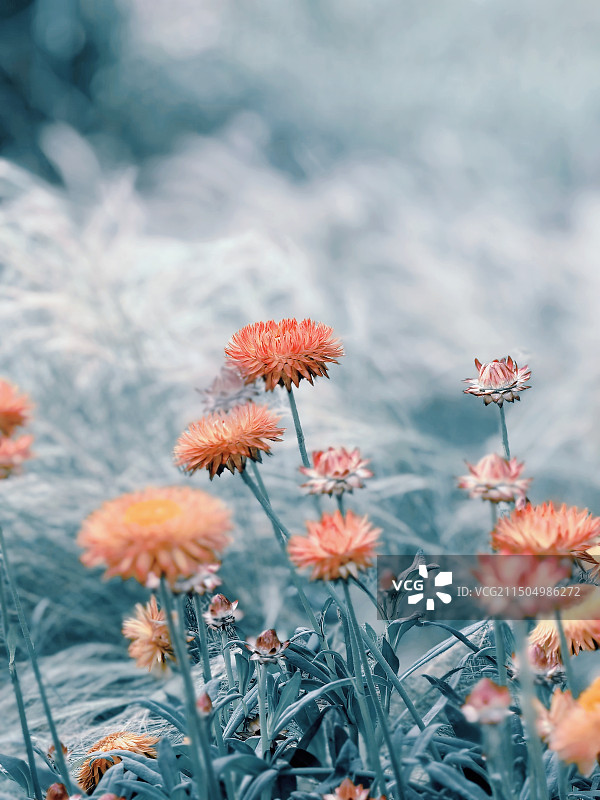 蜡菊的浪漫图片素材