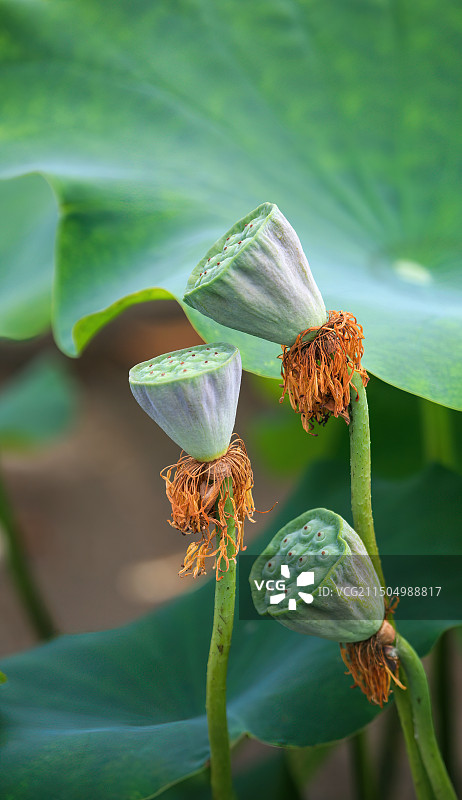 武汉市东湖清新的荷花盛开时的特写图片素材