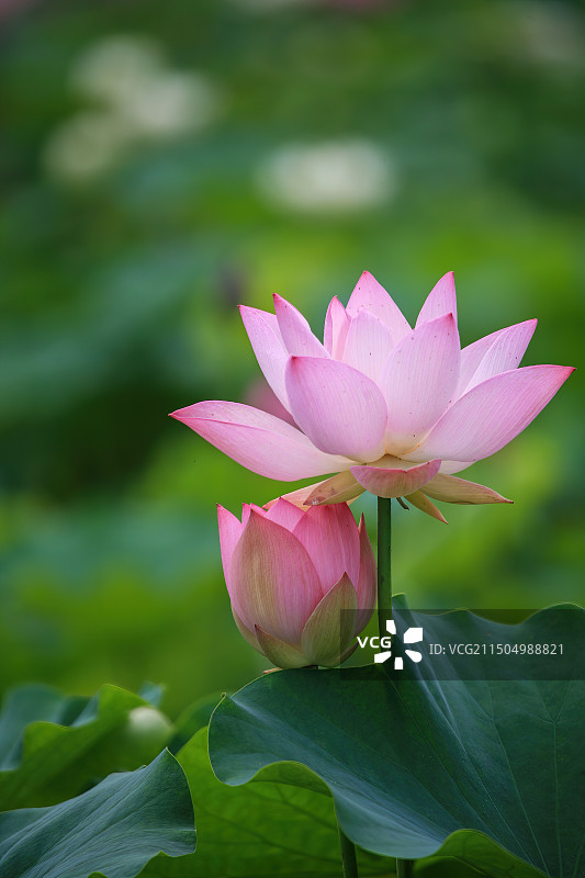 武汉市东湖清新的荷花盛开时的特写图片素材