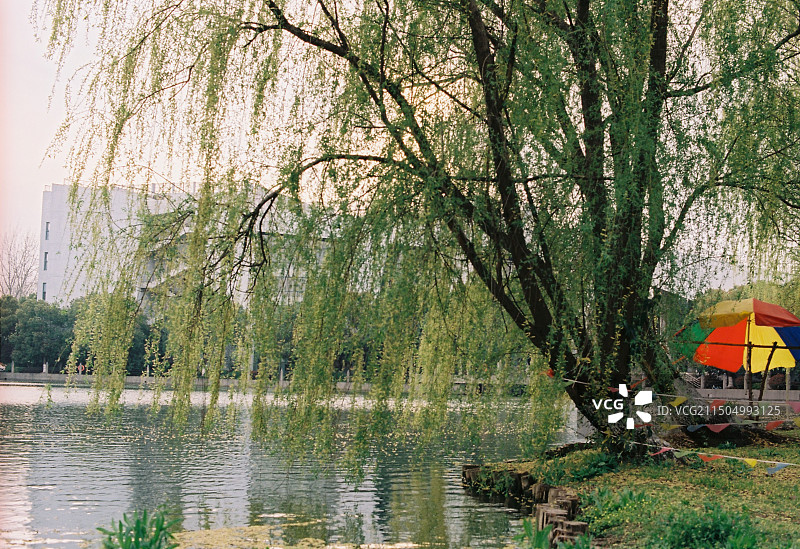 胶片中的春天图片素材