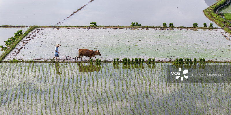 芒种 春耕 牛犁田图片素材
