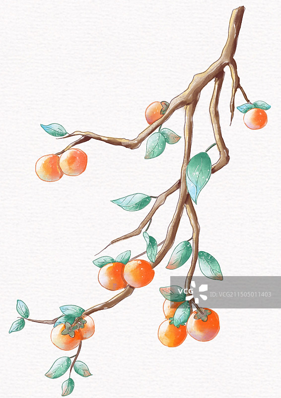 柿子挂满枝头图片素材