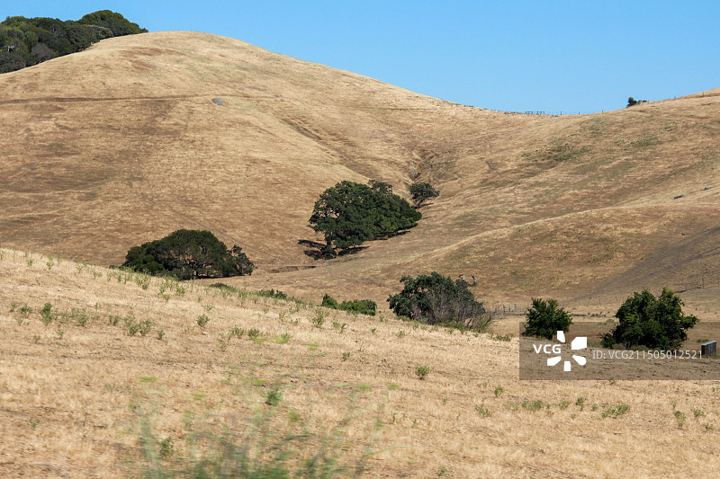 山坡上放牧图片素材