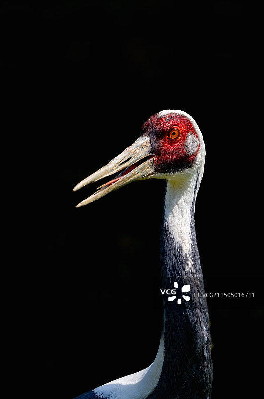 白枕鹤之特写图片素材
