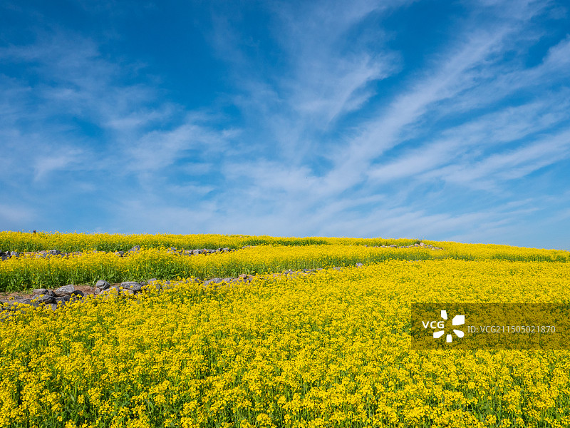 温榆河公园油菜花图片素材