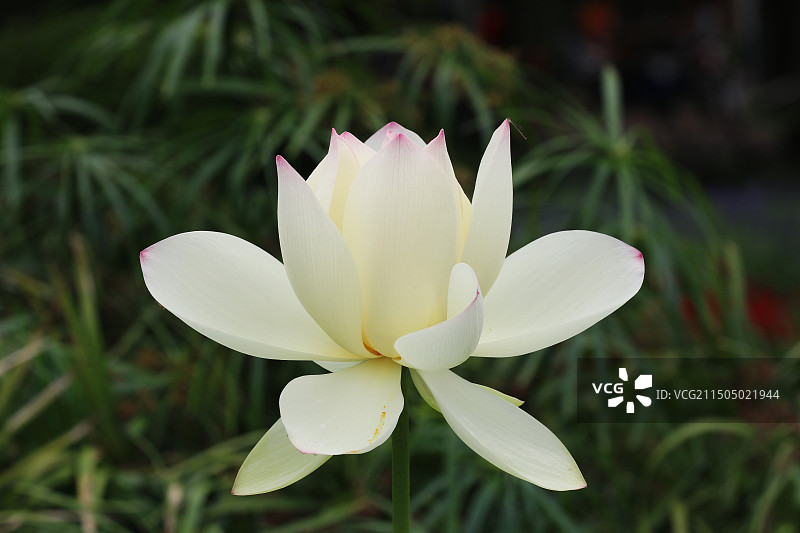 白莲花图片素材