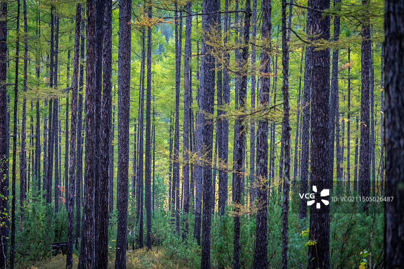 大兴安岭落叶松+大兴安岭+内蒙古图片素材