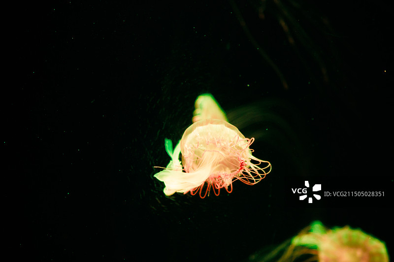 哈尔滨极地馆小动物图片素材