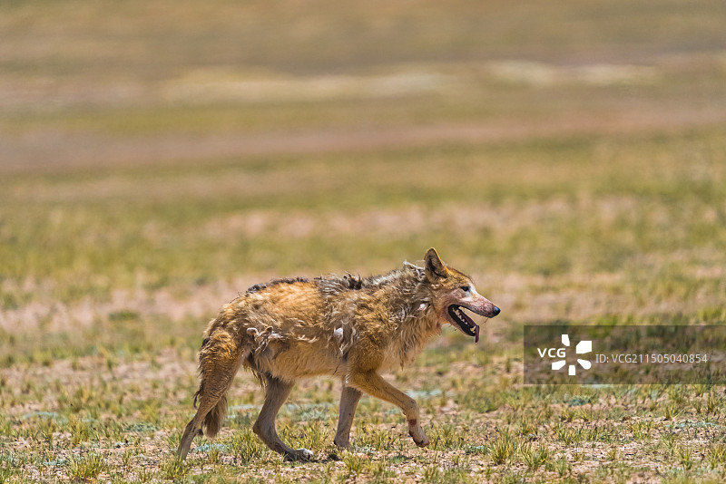 中国西藏羌塘无人区野狼图片素材