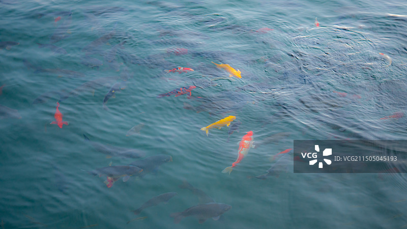 济南五龙潭高视角锦鲤图片素材