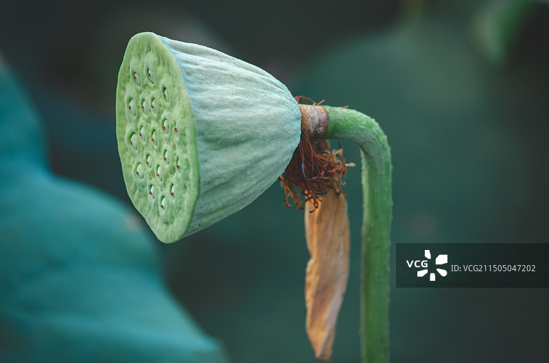 中国野生植物水生植物拍摄主题，公园园林池塘荷塘湖水中清新美丽的荷花与莲蓬头莲子，户外白昼无人图像摄影图片素材