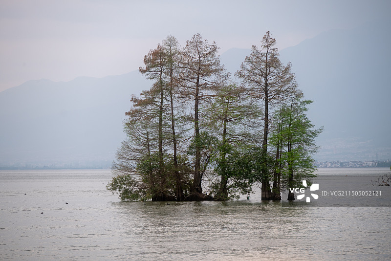 洱海树木图片素材