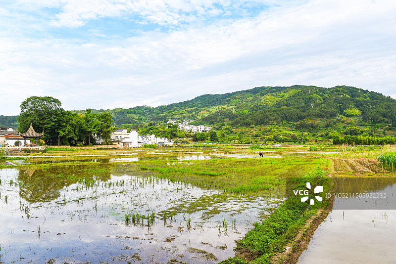 皖南徽州古村落  皖南徽州呈坎八卦村 安徽黄山 田园风光 稻田 田地图片素材