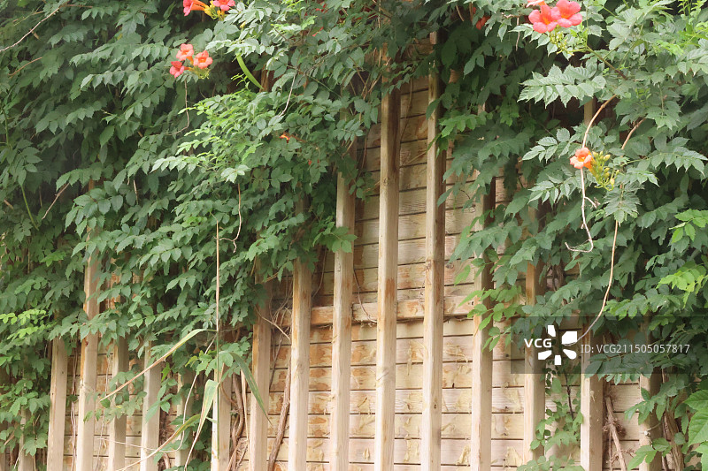 木屋墙上的藤蔓植物 常春藤 爬山虎 特写镜头图片素材