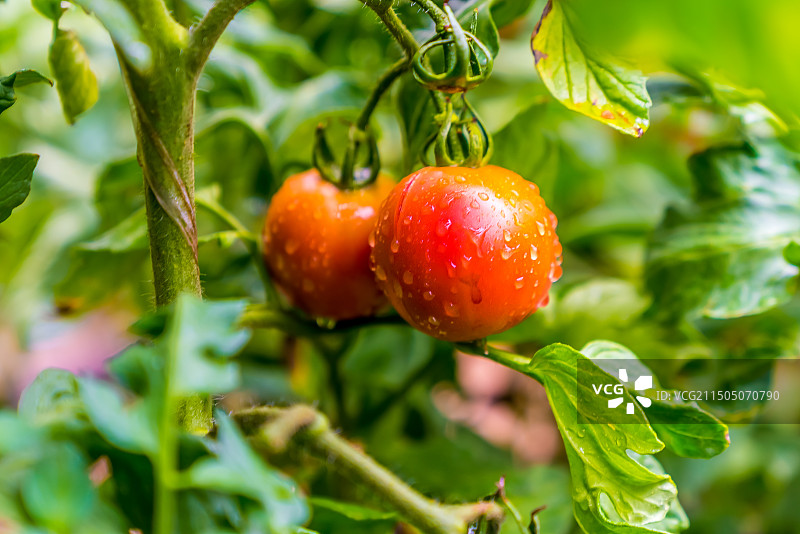 西藏日喀则蔬菜种植基地番茄图片素材