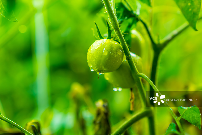 西藏日喀则蔬菜种植基地番茄图片素材