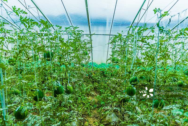 西藏日喀则蔬菜种植基地树上西瓜图片素材