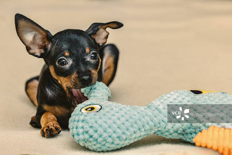 小鹿犬图片素材