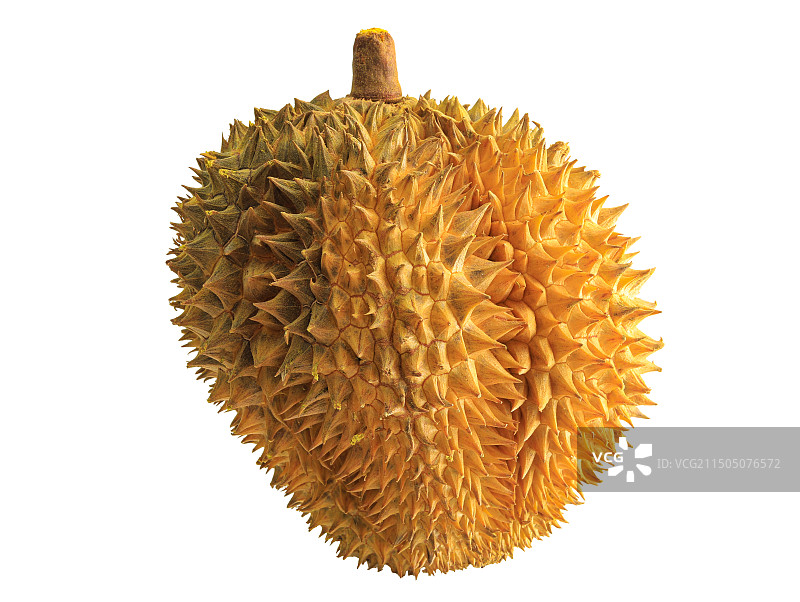 一个夏天水果金枕榴莲的白底图图片素材
