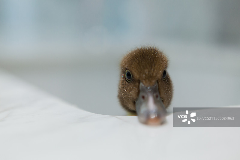 鸭子幼崽在浴缸里图片素材