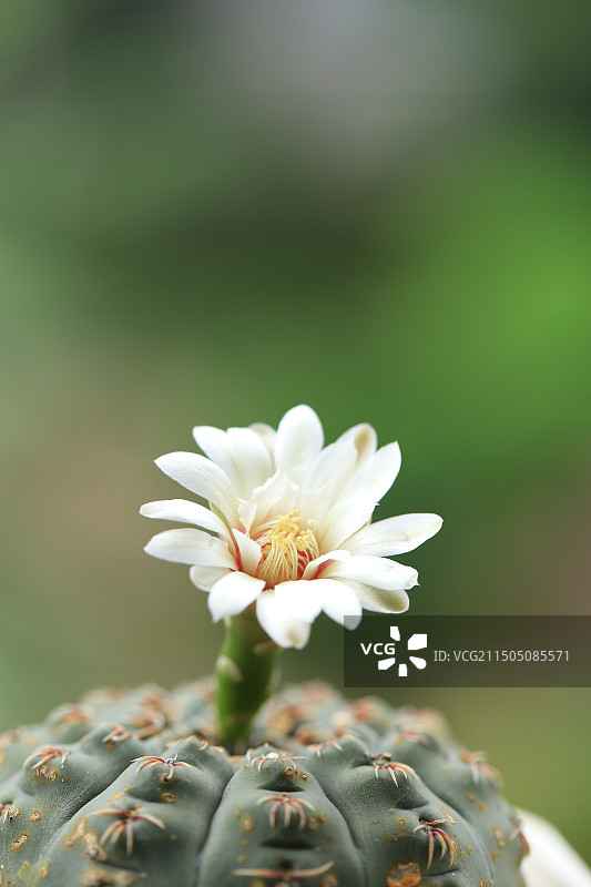 户外盛开的白色仙人球花图片素材