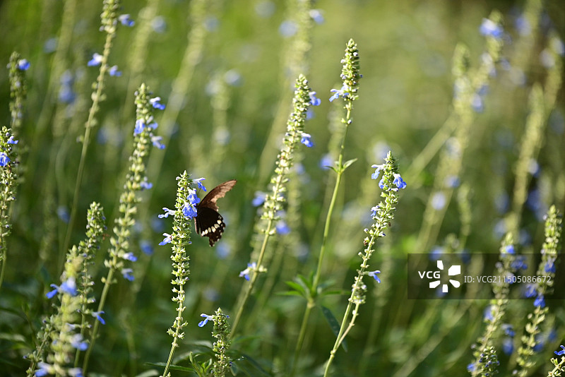 花丛中的蝴蝶图片素材