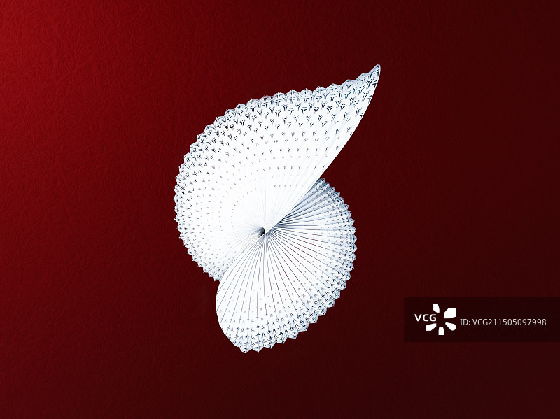 白天鹅图片素材