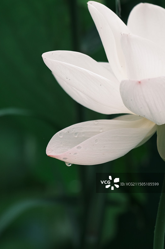 且陶陶，乐尽天真图片素材