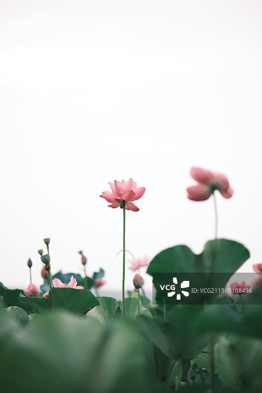 且陶陶，乐尽天真图片素材