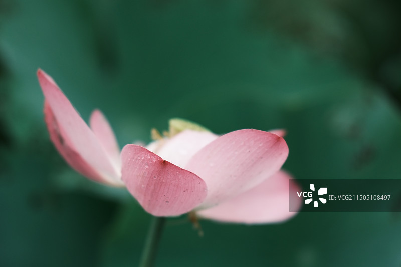 且陶陶，乐尽天真图片素材