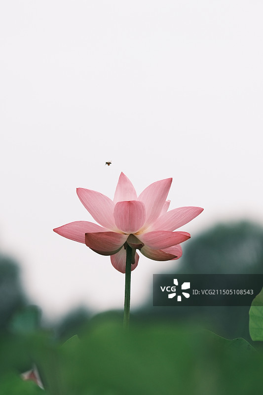 且陶陶，乐尽天真图片素材