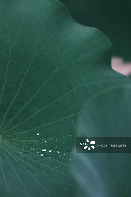 且陶陶，乐尽天真图片素材