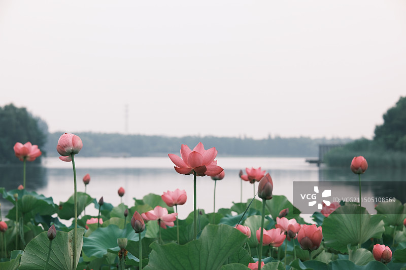 且陶陶，乐尽天真图片素材