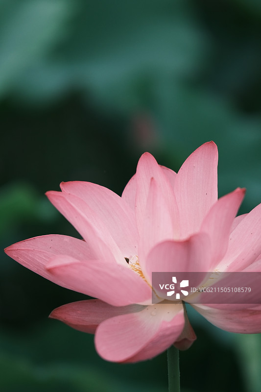 且陶陶，乐尽天真图片素材