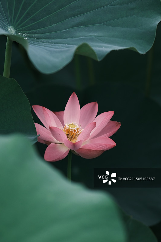 且陶陶，乐尽天真图片素材