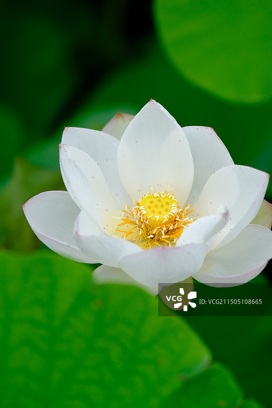 且陶陶，乐尽天真图片素材