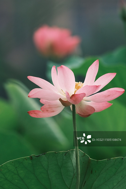 且陶陶，乐尽天真图片素材