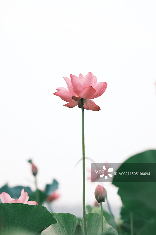 且陶陶，乐尽天真图片素材