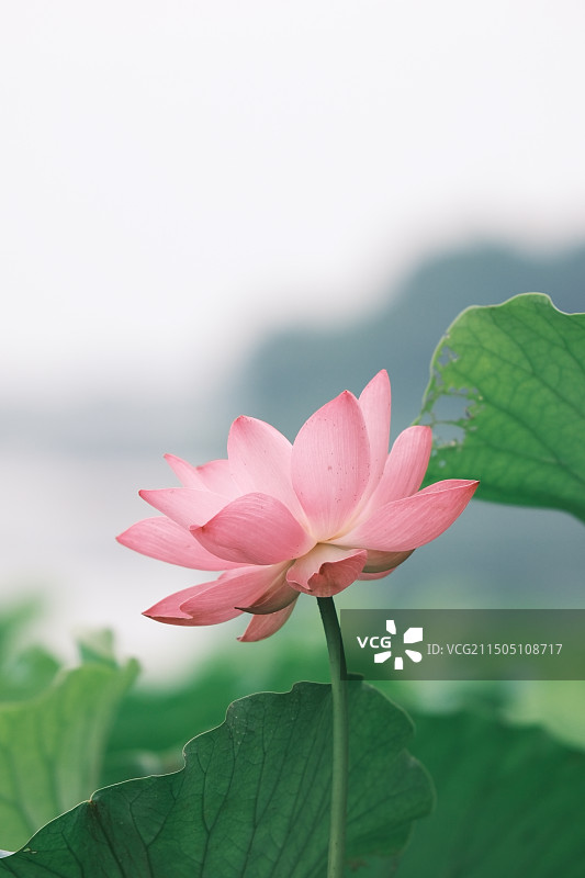 且陶陶，乐尽天真图片素材