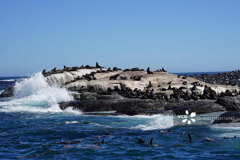 人与动物 和谐共生图片素材