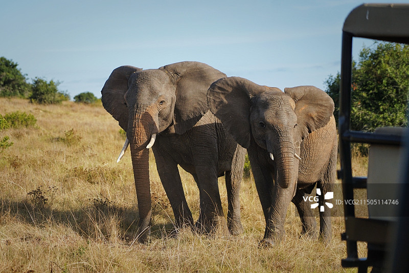 人与动物 和谐共生图片素材
