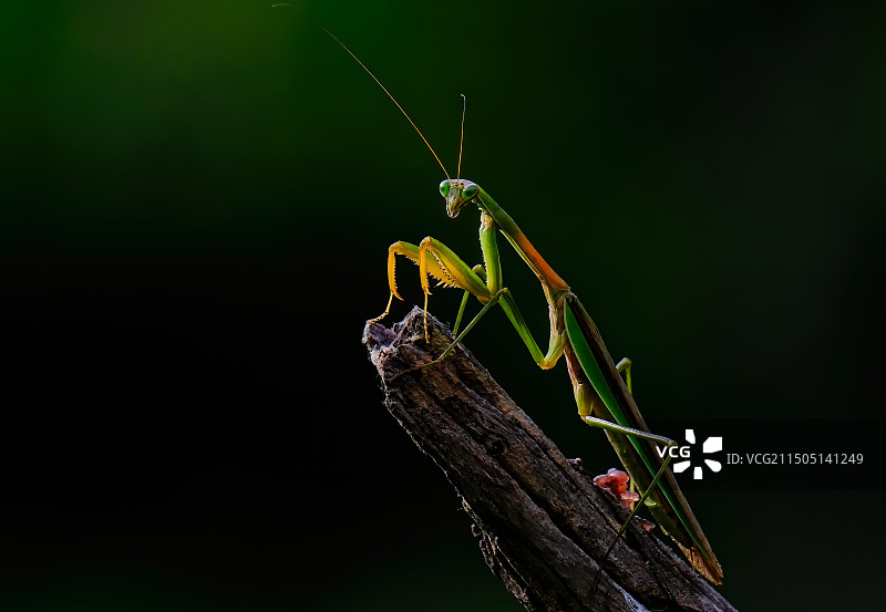 翠如玉的螳螂图片素材