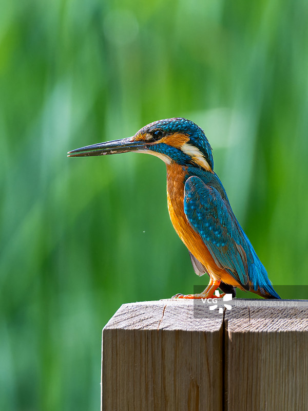 普通翠鸟图片素材